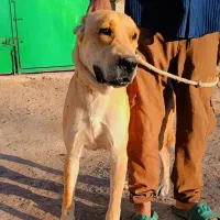 سگ افغانی افغانی