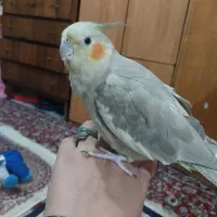 عروس هلندی ماده