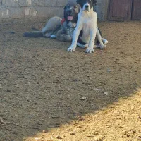 واگذاری‌سگ|سگ|فرخ‌شهر, |دیوار