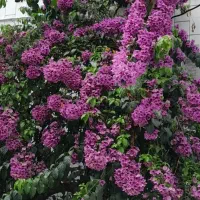 مشاوره وطراحی فضای سبز وباغداری ومبارزه با آفات