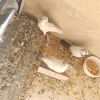 کفتر|پرنده|بندر ماهشهر, |دیوار