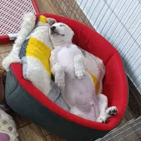 واگذاری توله پاکوتاه