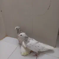 کبوتر هفترنگ دم سفید|پرنده|پاکدشت, پاکدشت (مامازند)|دیوار