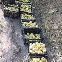 زمین کشاورزی.چاه آب سربیشه|فروش دفتر صنعتی، کشاورزی، تجاری|سربیشه, |دیوار