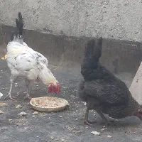مرغ وخروس