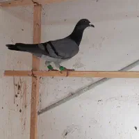 کبوتر|پرنده|بوئین زهرا, |دیوار