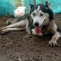 هاسکی قدکوتاه اصل|سگ|لاهیجان, بازکیاگوراب|دیوار