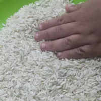 برنج چمپا یاسوج|عمدهفروشی|بندر گناوه, |دیوار