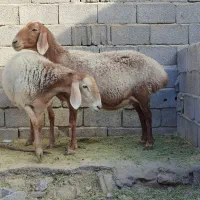 میش چینی قندوزی ابستن سنگین مایه کرده دوقولوزا|حیوانات مزرعه|کرمان, |دیوار