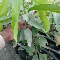 نهال انبه پیوندی رودان برنطین|گل و گیاه طبیعی|رودان, |دیوار