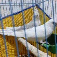 عروس هلندی.