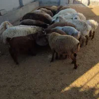 بره نر ماده چاق|حیوانات مزرعه|بجنورد, |دیوار