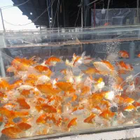 غذای ماهی تنگ خاک ژله