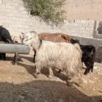 بز زاییده|حیوانات مزرعه|بهبهان, |دیوار