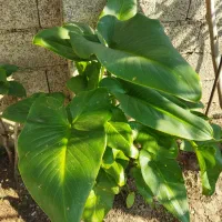 انواع گلهای  طبیعی|گل و گیاه طبیعی|اطاقور, |دیوار