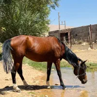 اسب مادیون نژاد دره شوری