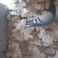 کبوتر|پرنده|طبس, |دیوار