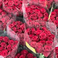 گل رز هلندی بازارقیمت عمده مدارس ادارات آنلاین شاپ|گل و گیاه طبیعی|تهران, بازار|دیوار