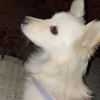 سگ پاکوتاه