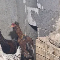مرغ خروس پرپا کاکلی نژاد سلطان یه خروس گلین نیمچه|حیوانات مزرعه|همدان, |دیوار