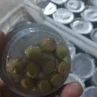 زیتون|خوردنی و آشامیدنی|رشت, آزادگان|دیوار