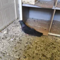 فروش صرب|پرنده|شاهین‌شهر, فردوسی|دیوار