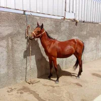 کره اسب نره