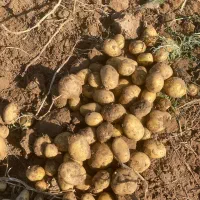 سیبزمینی آگریا