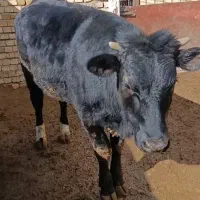 گوساله ماده