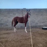 اسب