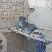 واگذاری سگ