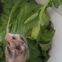 بچه همسر سوری