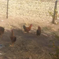 خروس محلی درشت