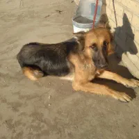 سگ ژرمن گمشده|حیوانات|کهریزک, |دیوار