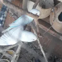 مرغ عشق فروشی