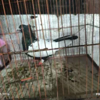 سینه سیاه ماده