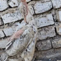 مرغ لاری