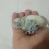 جوجه راهب|پرنده|خمینیشهر, |دیوار