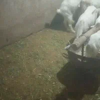 نر بز اصل سانن لنگه سه قول