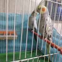 جفت عروس هلندی|پرنده|بندر امام خمینی, |دیوار