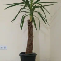 درختچه خارجی|گل و گیاه طبیعی|پردیس, فاز ۱۱|دیوار