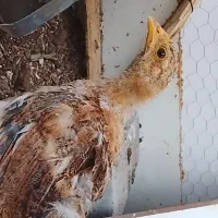 جوجه گلپایگان