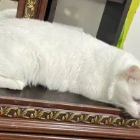 گربه آنکارا آروم