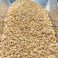 گندم مرغی و کبوتری