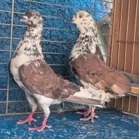 کفتر بلندپرواز کاشان