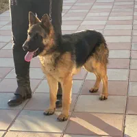 سگ ژرمن