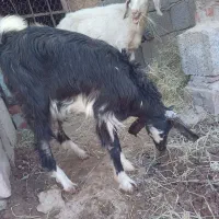 بز سانن شیرا با کره پاکستانی