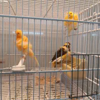 قناری فری