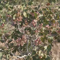 سه هکتار زمین پسته. ۷ساعت آب ملکی. با خانه