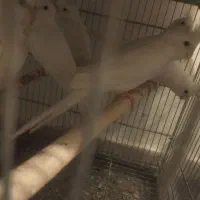 عروس هلندی البینو دوکت تک خال